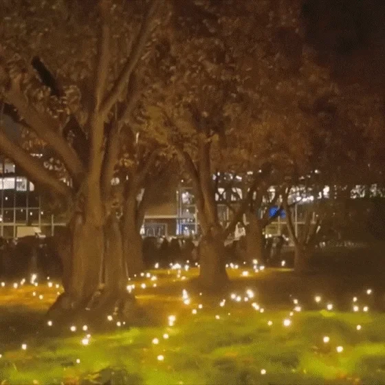 Decorative firefly lights