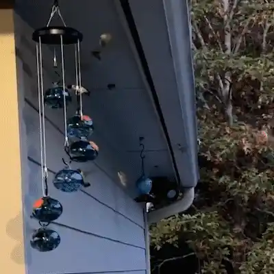 Feeder transforming between seasons